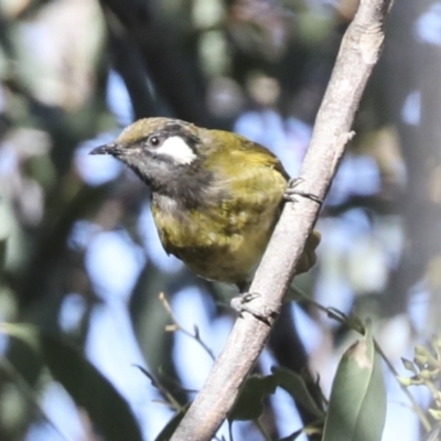 Nesoptilotis leucotis (White-eared Honeyeater) at Nanima, NSW - 1 May 2022 by AlisonMilton