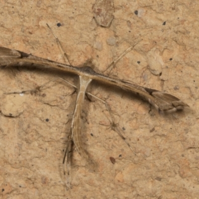 Sinpunctiptilia emissalis (Speedwell Pterror) at Higgins, ACT - 1 Mar 2022 by AlisonMilton