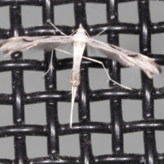 Platyptilia celidotus (Plume Moth) at Higgins, ACT - 26 Apr 2022 by AlisonMilton