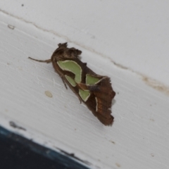 Cosmodes elegans (Green Blotched Moth) at Higgins, ACT - 28 Apr 2022 by AlisonMilton