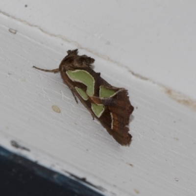 Cosmodes elegans (Green Blotched Moth) at Higgins, ACT - 28 Apr 2022 by AlisonMilton