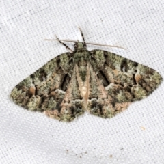 Aeolochroma metarhodata (Tea-tree Emerald) at Higgins, ACT - 23 Apr 2022 by AlisonMilton