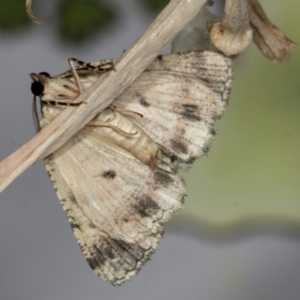 Aeolochroma metarhodata at Higgins, ACT - 24 Apr 2022