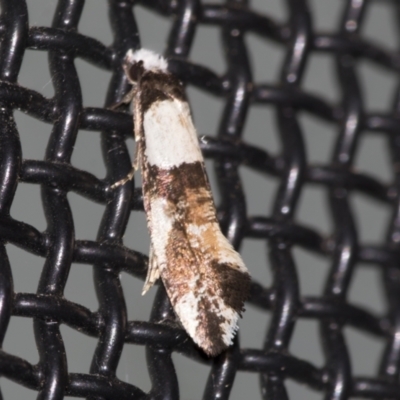 Monopis icterogastra (Wool Moth) at Higgins, ACT - 29 Apr 2022 by AlisonMilton