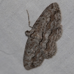 Didymoctenia exsuperata at Higgins, ACT - 29 Apr 2022