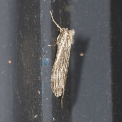 Capusa (genus) (Wedge moth) at Higgins, ACT - 26 Apr 2022 by AlisonMilton