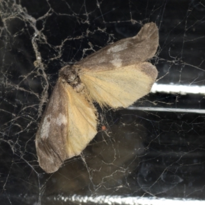Anestia (genus) (A tiger moth) at Higgins, ACT - 26 Apr 2022 by AlisonMilton