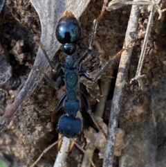 Myrmecia tarsata (Bull ant or Bulldog ant) at Karabar, NSW - 1 May 2022 by SteveBorkowskis