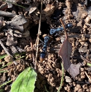 Myrmecia tarsata at Karabar, NSW - 1 May 2022