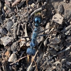 Myrmecia tarsata at Karabar, NSW - 1 May 2022