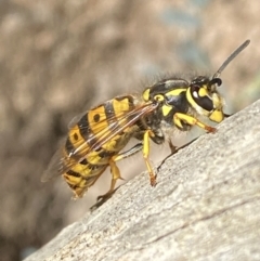 Vespula germanica (European wasp) at Karabar, NSW - 1 May 2022 by SteveBorkowskis