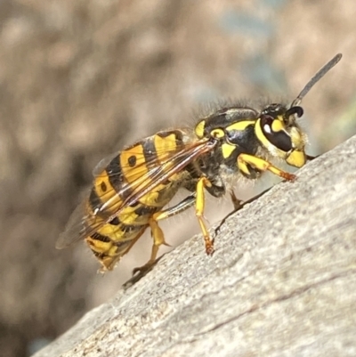 Vespula germanica (German Yellowjacket Wasp (also known as European Wasp)) at Karabar, NSW - 1 May 2022 by SteveBorkowskis