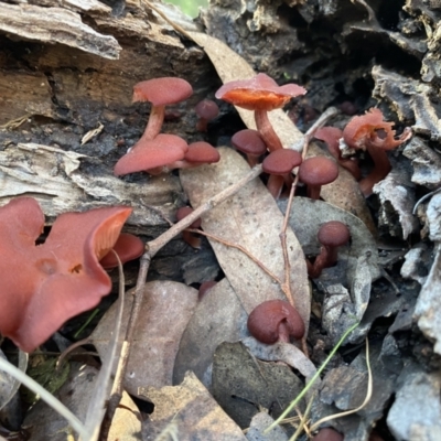 zz agaric (stem; gills not white/cream) at Karabar, NSW - 1 May 2022 by Steve_Bok