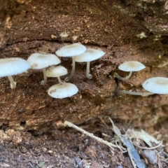 Mycena sp. (Mycena) at Googong, NSW - 1 May 2022 by SteveBorkowskis