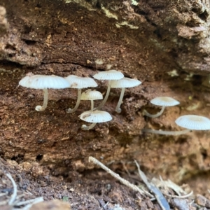 Mycena sp. at Googong, NSW - 1 May 2022 01:43 PM