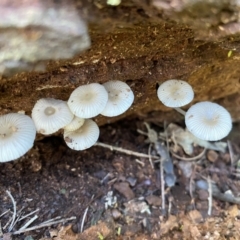 Mycena sp. at Googong, NSW - 1 May 2022 01:43 PM