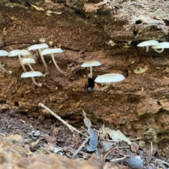 Mycena sp. at Googong, NSW - 1 May 2022 01:43 PM