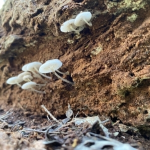 Mycena sp. at Googong, NSW - 1 May 2022