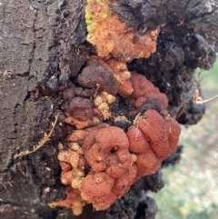 Uromycladium sp. (A gall forming rust fungus) at Karabar, NSW - 1 May 2022 by Steve_Bok