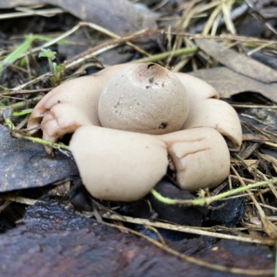 Geastrum sp. (genus) (An earthstar) at Karabar, NSW - 1 May 2022 by SteveBorkowskis