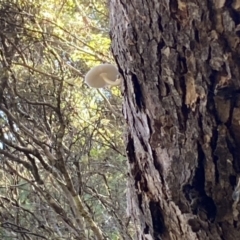 zz agaric (stem; gills white/cream) at Karabar, NSW - 1 May 2022 12:58 PM