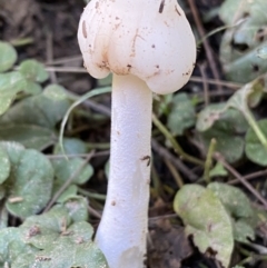 Unidentified Fungus at Karabar, NSW - 1 May 2022 by SteveBorkowskis