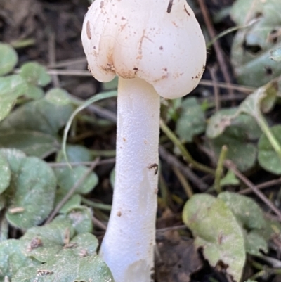 Unidentified Fungus at Karabar, NSW - 1 May 2022 by SteveBorkowskis