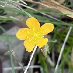 Hypericum gramineum (Small St Johns Wort) at Karabar, NSW - 1 May 2022 by SteveBorkowskis