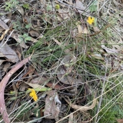 Hypericum gramineum at Karabar, NSW - 1 May 2022