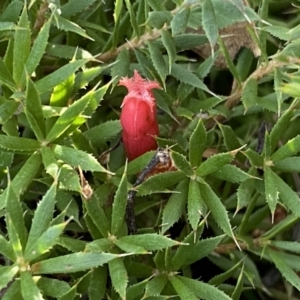 Styphelia humifusum at Karabar, NSW - 1 May 2022