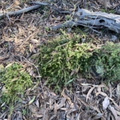 Astroloma humifusum at Karabar, NSW - 1 May 2022