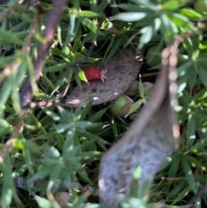 Astroloma humifusum at Karabar, NSW - 1 May 2022