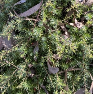 Astroloma humifusum at Karabar, NSW - 1 May 2022