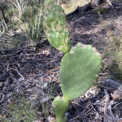 Opuntia stricta (Common Prickly Pear) at Googong, NSW - 1 May 2022 by SteveBorkowskis