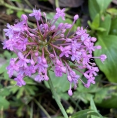 Centranthus ruber at Googong, NSW - 1 May 2022