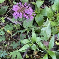 Centranthus ruber at Googong, NSW - 1 May 2022