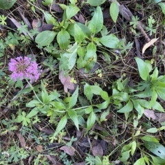 Centranthus ruber at Googong, NSW - 1 May 2022