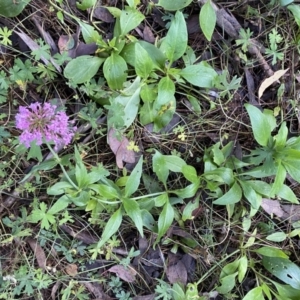 Centranthus ruber at Googong, NSW - 1 May 2022 02:00 PM