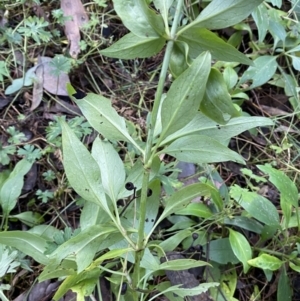 Centranthus ruber at Googong, NSW - 1 May 2022