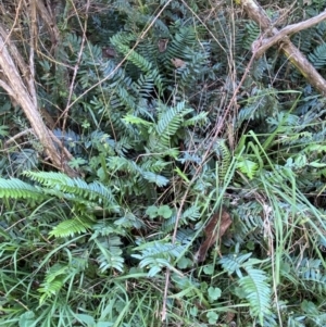 Pellaea falcata at Googong, NSW - suppressed