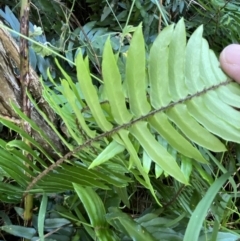 Pellaea falcata at Googong, NSW - suppressed