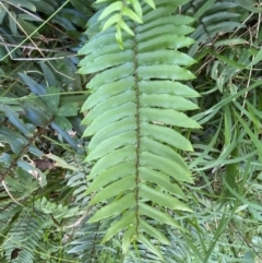 Pellaea falcata at Googong, NSW - 1 May 2022