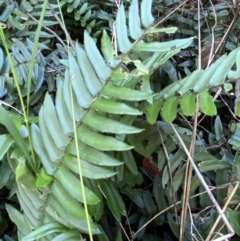 Pellaea falcata at Googong, NSW - 1 May 2022