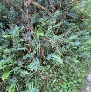 Pellaea falcata at Googong, NSW - suppressed