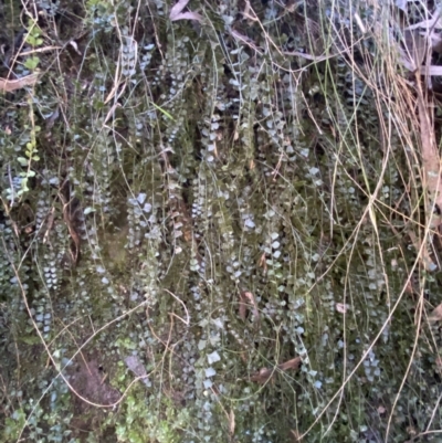 Asplenium flabellifolium (Necklace Fern) at Karabar, NSW - 1 May 2022 by SteveBorkowskis