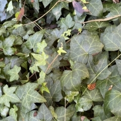 Hedera sp. (helix or hibernica) (Ivy) at Karabar, NSW - 1 May 2022 by SteveBorkowskis