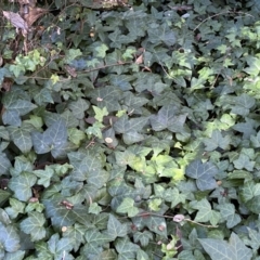 Hedera sp. (helix or hibernica) at QPRC LGA - 1 May 2022