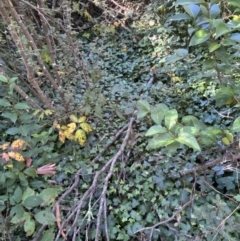 Hedera sp. (helix or hibernica) at QPRC LGA - 1 May 2022