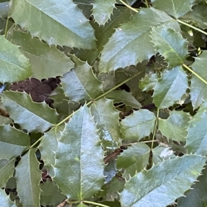 Berberis aquifolium at Karabar, NSW - 1 May 2022