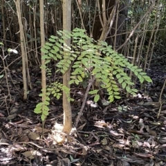 Ligustrum sinense (Narrow-leaf Privet, Chinese Privet) at Karabar, NSW - 1 May 2022 by Steve_Bok